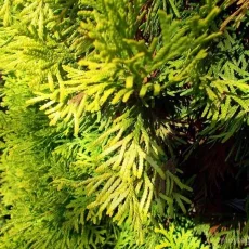 Питомник редких хвойных растений Тайга фотография 3